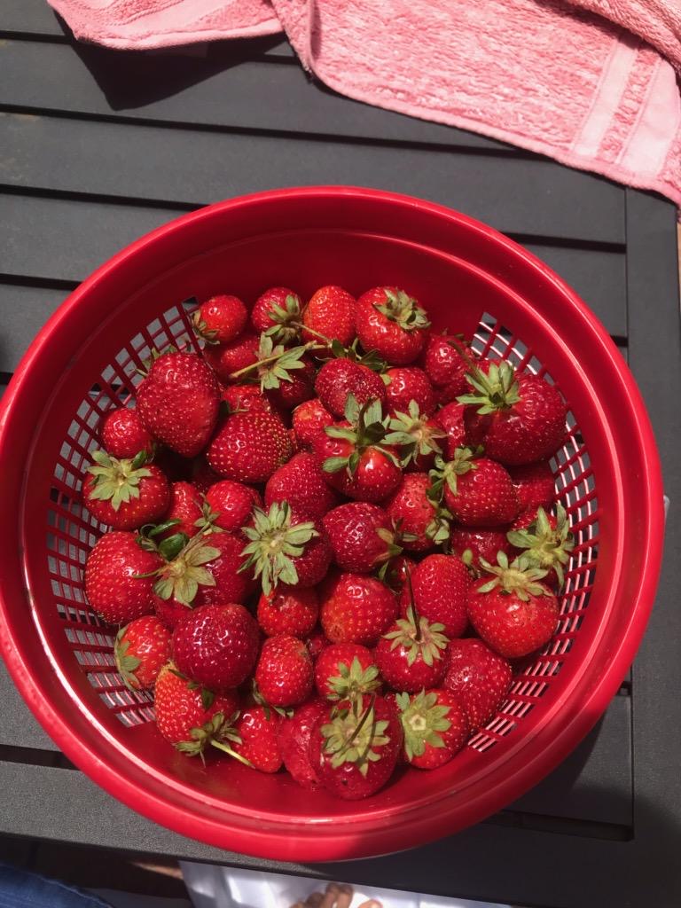 Freshly picked strawberries